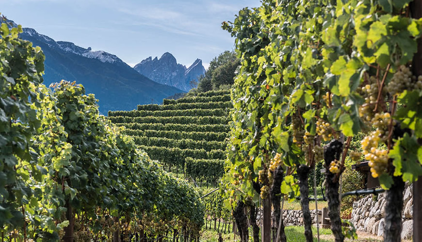 Alla scoperta dei vini bianchi del Trentino: storia, terroir e tradizione